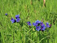Buglossoides purpurocaerulea 7, Saxifraga-Jeroen Willemsen