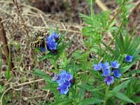 Buglossoides purpurocaerulea 8, Saxifraga-Jeroen Willemsen