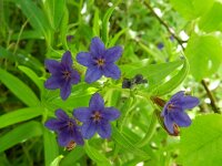 Buglossoides purpurocaerulea 9, Saxifraga-Rutger Barendse
