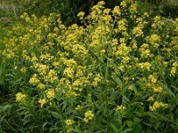 Bunias orientalis 10, Grote hardvrucht, Saxifraga-Ed Stikvoort