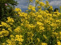Bunias orientalis 11, Grote hardvrucht, Saxifraga-Ed Stikvoort
