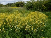 Bunias orientalis 16, Grote hardvrucht, Saxifraga-Ed Stikvoort