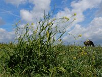 Bunias orientalis 17, Grote hardvrucht, Saxifraga-Ed Stikvoort