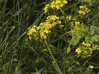 Bunias orientalis 2, Grote hardvrucht, Saxifraga-Jan van der Straaten