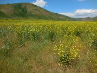 Bunias orientalis 3, Grote hardvrucht, Saxifraga-Ed Stikvoort