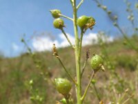 Bunias orientalis 4, Grote hardvrucht, Saxifraga-Rutger Barendse