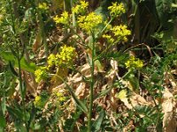 Bunias orientalis 6, Grote hardvrucht, Saxifraga-Rutger Barendse