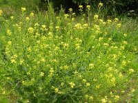 Bunias orientalis 7, Grote hardvrucht, Saxifraga-Rutger Barendse