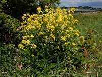 Bunias orientalis 8, Grote hardvrucht, Saxifraga-Ed Stikvoort