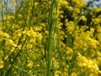 Bunias orientalis 9, Grote hardvrucht, Saxifraga-Ed Stikvoort