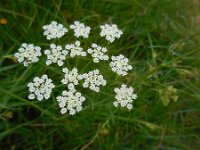 Bunium bulbocastanum 4, Aardkastanje, Saxifraga-Ed Stikvoort