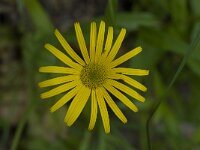 Buphthalmum salicifolium 10, Wilgkoeienoog, Saxifraga-Willem van Kruijsbergen