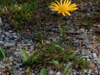 Buphthalmum salicifolium 11, Wilgkoeienoog, Saxifraga-Ed Stikvoort