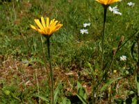 Buphthalmum salicifolium 12, Wilgkoeienoog, Saxifraga-Ed Stikvoort