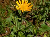 Buphthalmum salicifolium 13, Wilgkoeienoog, Saxifraga-Ed Stikvoort