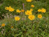 Buphthalmum salicifolium 15, Wilgkoeienoog, Saxifraga-Ed Stikvoort