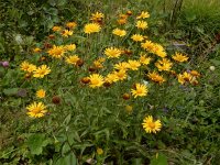 Buphthalmum salicifolium 16, Wilgkoeienoog, Saxifraga-Ed Stikvoort