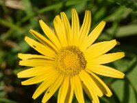 Buphthalmum salicifolium 18, Wilgkoeienoog, Saxifraga-Sonja Bouwman  Wilgkoeienoog