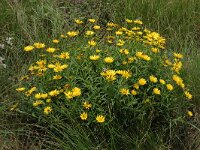 Buphthalmum salicifolium 2, Wilgkoeienoog, Saxifraga-Jan van der Straaten