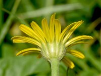 Buphthalmum salicifolium 20, Wilgkoeienoog, Saxifraga-Sonja Bouwman  Buphthalmum salicifolium - Wilgkoeienoog - Asteraceae familie