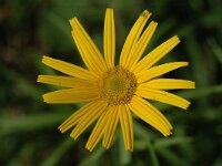 Buphthalmum salicifolium 3, Wilgkoeienoog, Saxifraga-Jan van der Straaten