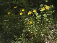 Buphthalmum salicifolium 4, Wilgkoeienoog, Saxifraga-Jan van der Straaten