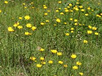 Buphthalmum salicifolium 5, Wilgkoeienoog, Saxifraga-Jan van der Straaten