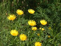 Buphthalmum salicifolium 6, Wilgkoeienoog, Saxifraga-Jan van der Straaten
