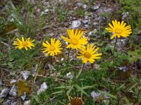 Buphthalmum salicifolium 7, Wilgkoeienoog, Saxifraga-Jan Willem Jongepier