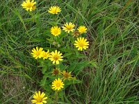 Buphthalmum salicifolium 8, Wilgkoeienoog, Saxifraga-Jasenka Topic