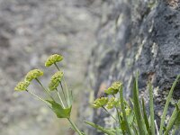 Bupleurum ranunculoides 14, Saxifraga-Luuk Vermeer
