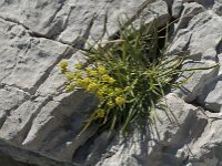 Bupleurum ranunculoides 2, Saxifraga-Jan van der Straaten