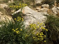 Bupleurum ranunculoides 3, Saxifraga-Jan van der Straaten