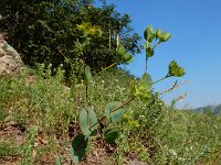 Bupleurum rotundifolium 10, Doorwas, Saxifraga-Ed Stikvoort