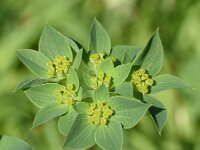 Bupleurum rotundifolium 13, Doorwas, Saxifraga-Sonja Bouwman  Doorwas - Bupleurum rotundifolum - Apiaceae familie