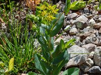 Bupleurum rotundifolium 5, Doorwas, Saxifraga-Ed Stikvoort