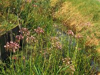 Butomus umbellatus, Flowering Rush