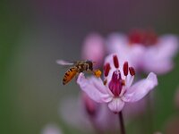 Butomus umbellatus 15, Zwanenbloem, Saxifraga-Rudmer Zwerver