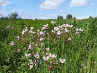 Butomus umbellatus 2, Zwanenbloem, Saxifraga-Mark Zekhuis