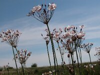 Butomus umbellatus 21, Zwanenbloem, Saxifraga-Santos Cirujano Bracamonte