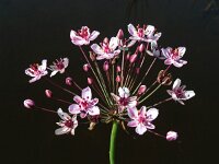 Butomus umbellatus 26, Zwanenbloem, Saxifraga-Ed Stikvoort