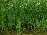 Butomus umbellatus 31, Zwanenbloem, Saxifraga-Ed Stikvoort