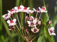 Butomus umbellatus 33, Zwanenbloem, Saxifraga-Sonja Bouwman