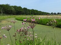 Butomus umbellatus 36, Zwanenbloem, Saxifraga-Jelle van Dijk