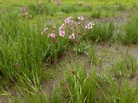 Butomus umbellatus 37, Zwanenbloem, Saxifraga-Ed Stikvoort