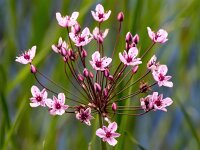 Butomus umbellatus 38, Zwanebloem, Saxifraga-Bart Vastenhouw