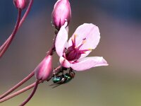 Butomus umbellatus 39, Zwanebloem, Saxifraga-Bart Vastenhouw