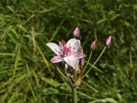 Butomus umbellatus 5, Zwanenbloem, Saxifraga-Harry van Oosterhout : waterplant, wilde plant, bloem, zwanebloem, plant