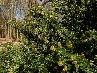 Buxus sempervirens 15, Buxus, Saxifraga-Ed Stikvoort
