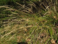 Calamagrostis arundinacea, Feather Reed Grass